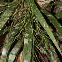 Apostasia wallichii R.Br.